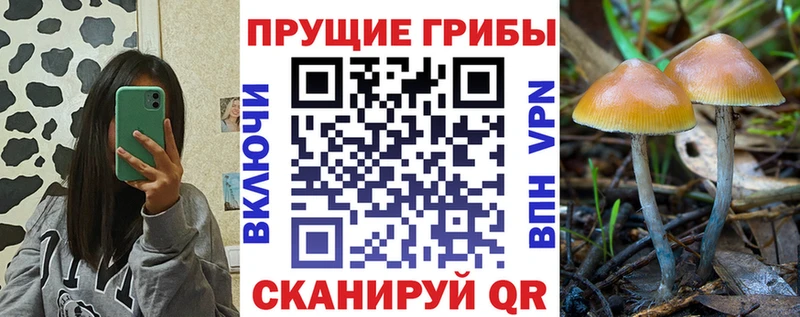 Псилоцибиновые грибы Psilocybe Купить где Макушино